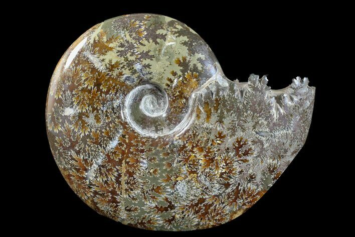 Polished Ammonite (Cleoniceras) Fossil - Madagascar #166302